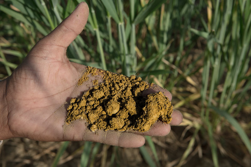 Soil quality and moisture in wheat fields of Masurdi Khadin-A Nature-Based Solution for Water for Agriculture in Thar Desert, Jaisalmer district, Rajasthan
